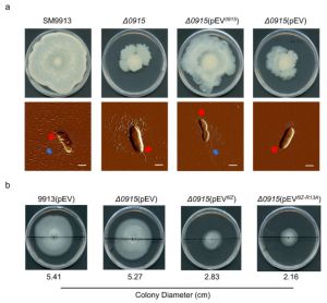 아가로스 겔을 이용한 화학주성 실험