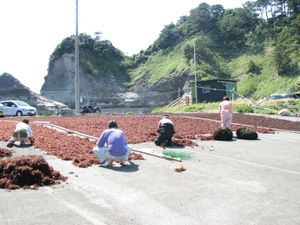 시즈오카현니시이즈 해조류 말리기