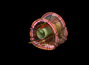 환형동물 한 마디의 내부 해부학