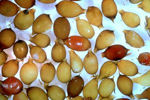 L. terrestris의 지렁이 고치