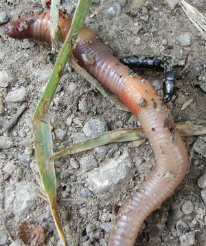 검정풍뎅이가 Lumbricus sp.를 잡아먹고 있다.
