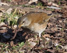 조류인 흰배지빠귀(Turdus pallidus)에게 잡아먹히는 지렁이