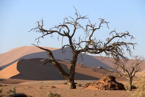 소수스플레이의 죽은 낙타가시나무