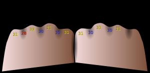 연중 달의 일수를 나타내는 손가락 관절 암기법