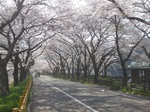 시마다시 가와네 벚꽃 터널