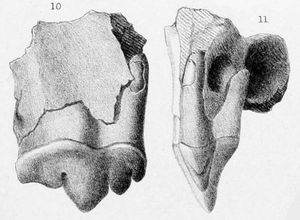 1869년 S. fatalis의 정식 표본인 어금니와 상악골 조각의 석판화