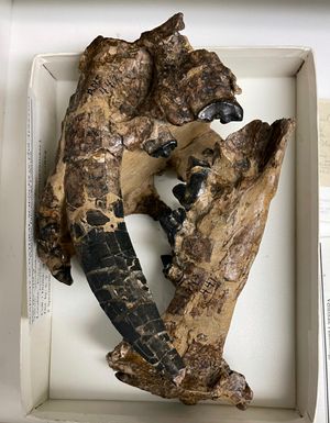 가장 초기 종인 S. gracilis의 부분 두개골, 필라델피아 자연과학아카데미