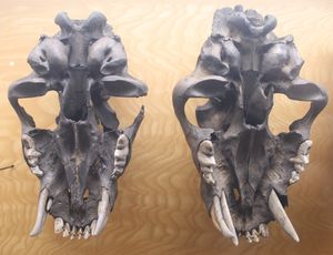 스밀로돈의 두개골 아랫면, 송곳니 교체 과정을 보여줌, 조지 C. 페이지 박물관