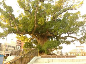 젠도지의 거대한 녹나무