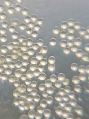 아보카도 꽃가루