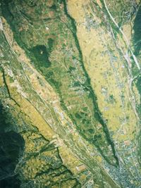 칠리암 대지 선단부 부근의 항공사진(1976년 촬영)니라사키 지명의 유래가 된, 잎파리 모양과 비슷한 것을 알 수 있다.국토교통성 국토지리원 [https://mapps.gsi.go.jp/ 지도·항공사진 열람 서비스]의 항공사진을 기반으로 작성