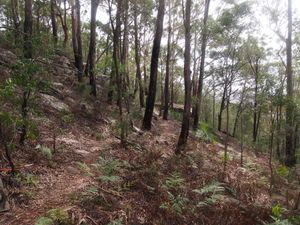 럼발라라 보호구역 고스퍼드