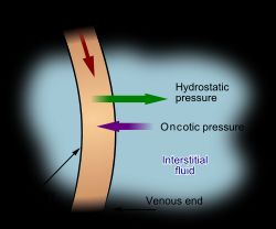 혈액에서 간질액이 형성되는 과정. 스탈링힘이 표시되어 있다. 몸쪽에서는 정수압이 더 커서 액체를 바깥으로 내보내며, 먼쪽에서는 교질삼투압이 더 커서 액체가 안으로 들어온다.