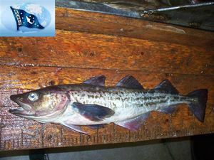 초기에는 별개의 종인 Theragra finnmarchica(노르웨이 명태)로 분류되었으나, 현재는 Gadus chalcogrammus(알래스카 명태)와 유전적으로 동일한 것으로 밝혀진 바렌츠해의 물고기.