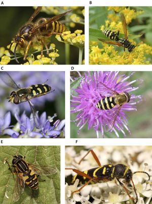 사진 A와 B는 실제 말벌을, 나머지는 베이츠 의태의 예시를 보여줍니다. 세 마리의 꽃등에와 한 마리의 딱정벌레입니다.