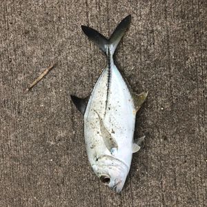 메ッキ(ギン가메아지) 2017.11.13 가시마항