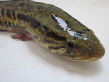 가물치의 머리 부분