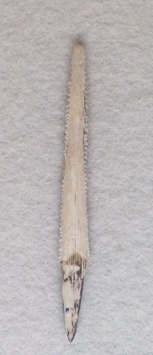 가오리의 화살촉