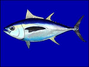 눈다랑어(Bigeye tuna)는 밤에는 표해수대(epipelagic zone), 낮에는 중층해수대(mesopelagic zone)를 이동한다.