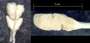 해부된 칠성장어 뇌의 등쪽/좌측 측면 사진, 크기 비례 막대 추가