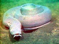 m}} 수심의 바닥에 놓여있는 태평양 꼼치(Pacific hagfish)