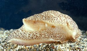 바다 민달팽이 Pleurobranchaea meckelii: 이 그림에서 동물의 오른쪽을 보면 아가미(혹은 새절)가 보인다.