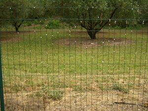 프랑스 남부 글라눔(Glanum) 근처 철조망에 여름잠을 자고 있는 수많은 Cernuella virgata 달팽이들