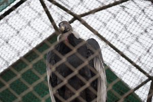 안데스 콘도르(Vultur gryphus), 안데스 산맥 출신의 취약종