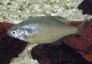 Acheilognathus longipinnis: 납자루아과(Acheilognathinae)