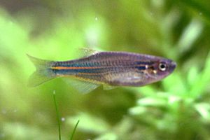 블루다니오(Blue danio), Danio kerri: 납줄개아과(Danioninae)