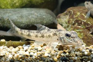 Pseudogobio esocinus, 몰개아과(Gobioninae)