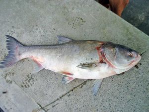 은상어(Silver carp), Hypophthalmichthys molitrix: 납자루아과(Xenocyprinae), 또는 흰수마자아과(Hypophthalmichthyinae)