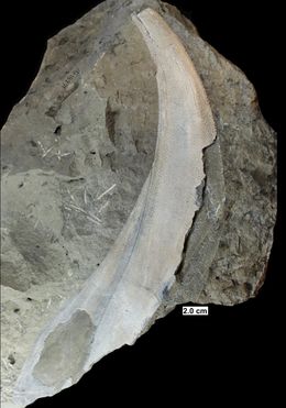 위스콘신주의 중기 데본기에서 발견된 에크제마톨레피스(Eczematolepis)의 지느러미 가시.