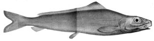 ''Pterothrissus gissu''