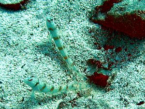 새우와 공생하고 있는 망둑어