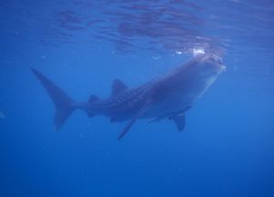 필리핀에서 빨판상어들과 함께 있는 고래상어
