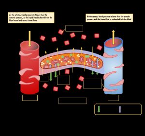 세포와 체액 사이의 물질 교환을 통한 모세혈관과 신체 조직 간의 교환에 대한 주석이 달린 그림