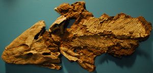 틱타알릭(Tiktaalik) 화석