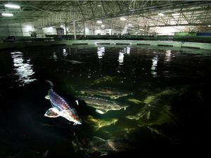 철갑상어 양식장