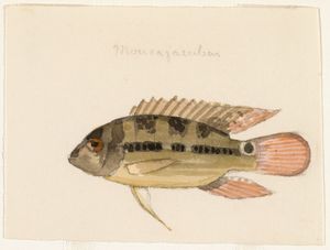 19세기 옅은색 플래그 시클리드 수채화.