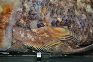 가슴지느러미 of a West Indian Ocean coelacanth