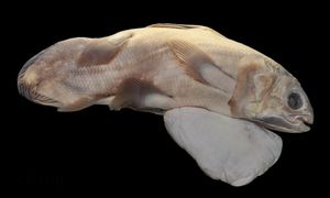 국립자연사박물관(Muséum national d'histoire naturelle)의 실러캔스(Latimeria chalumnae) 배아와 난황낭