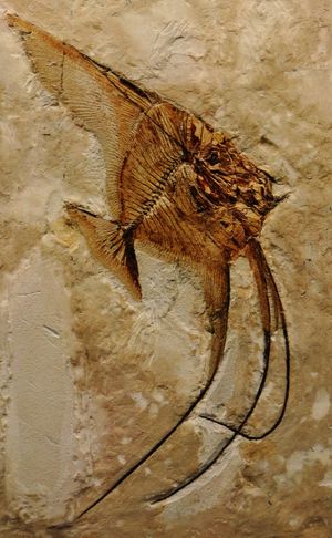 Ceratoichthys, 멸종한 전갱이과 어류