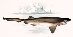 신락상어목의 여섯줄아가미상어