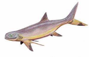 가능한 동의어 Symmorium reniforme의 복원도