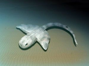 스쿠아티낙티형목의 스쿠아티낙티스