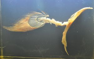 현존하는 실러캔스 Latimeria chalumnae(시트론 / CC-BY-SA-3.0)의 가슴띠와 지느러미 골격