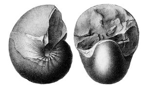 Eutrephoceras dorbignyanum