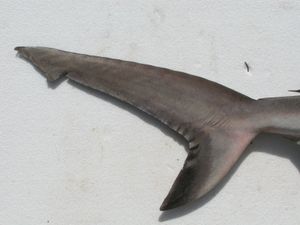  흰점상어의 꼬리지느러미