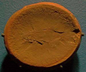 석탄기의 멸종된 엘로니크티스류 멸종된 엘로니크티스 펠티게루스의 화석